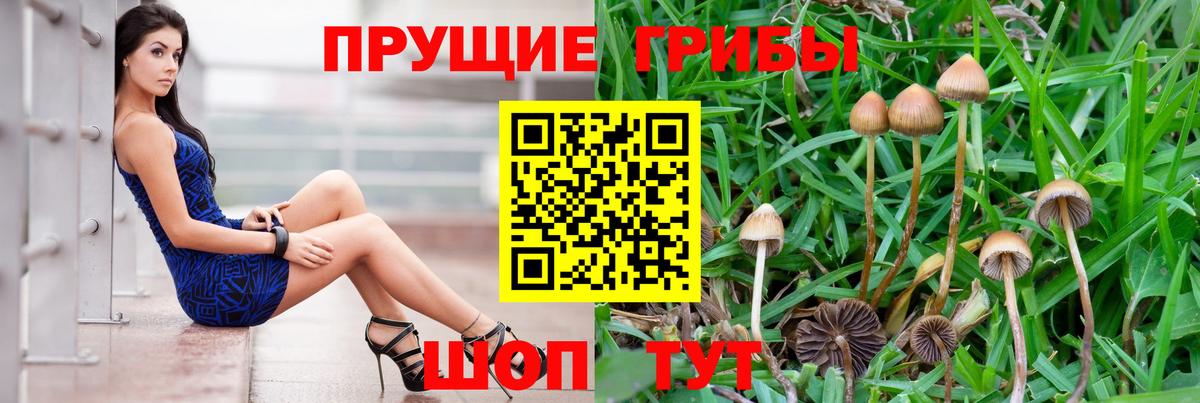 Псилоцибиновые грибы Cubensis Озёрск
